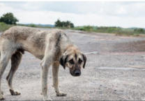 ABANDONO ANIMAL-WEB